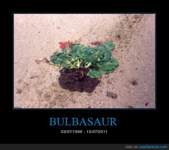 pokemon,muerte,bulbasaur,aplastado